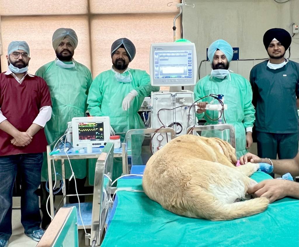 ਵੈਟਨਰੀ ਯੂਨੀਵਰਸਿਟੀ ਵੱਲੋਂ ਭਾਰਤ ਵਿੱਚ ਪਹਿਲੀ ਵਾਰ ਕੁੱਤੇ ਦਾ ਸਫ਼ਲ ਆਨਲਾਈਨ ਹੀਮੋਡੀਆਫਿਲਟ੍ਰੇਸ਼ਨ